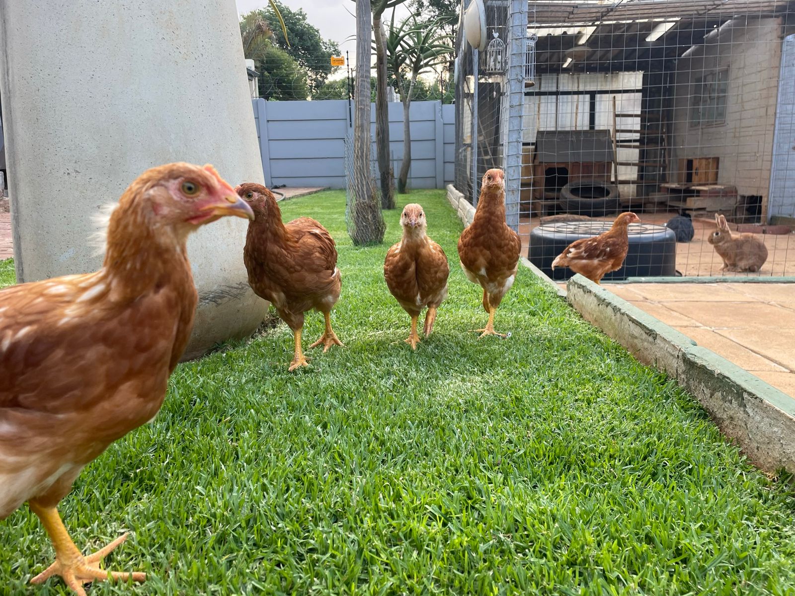 Laying hens standing in the grass at our farm in Potchefstroom